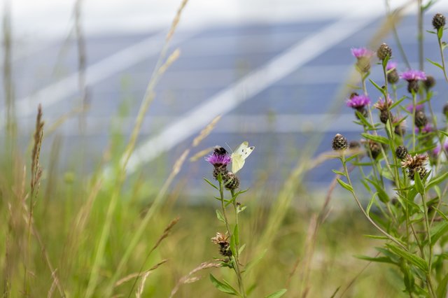 Blumen und Insekten vor Photovoltaikmodulen